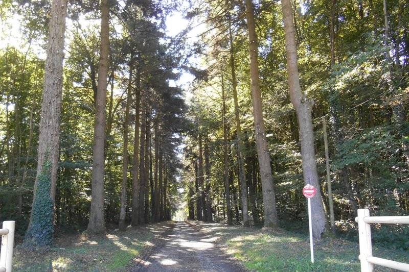 Allée boisée menant au Domaine