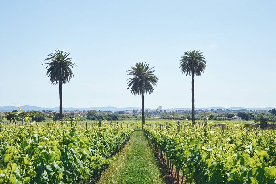 Vue vigne