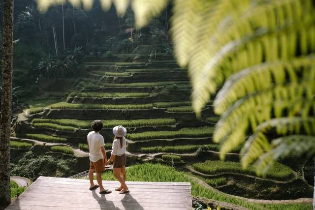 Les rizières à Bali