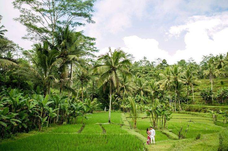 Bali et ses chemins de rizière