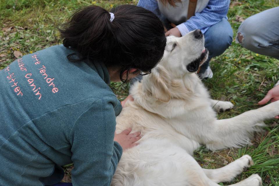 Spécialiste du massage canin
