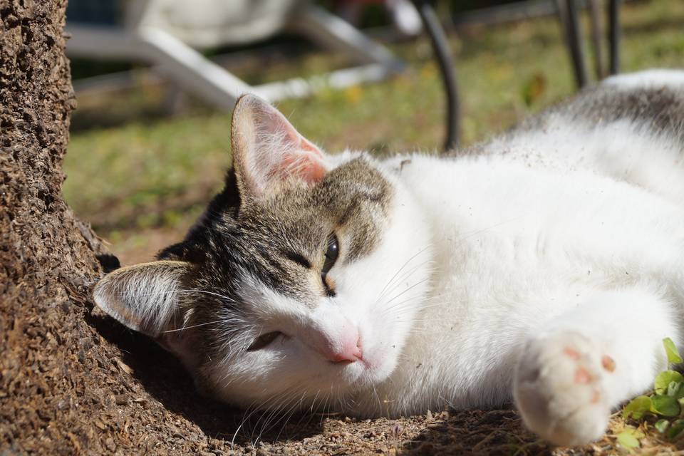 Elle s'occupe des chats