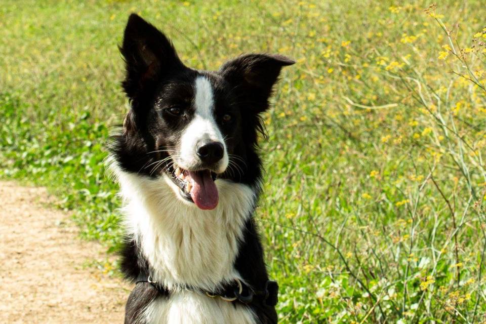 Promenades canines