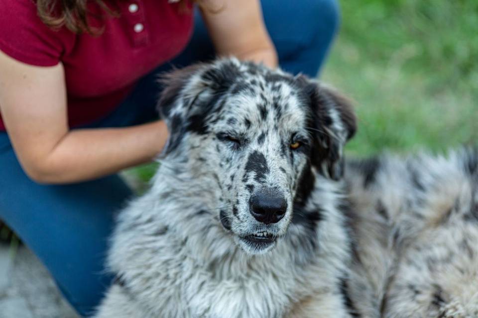 Massage canin