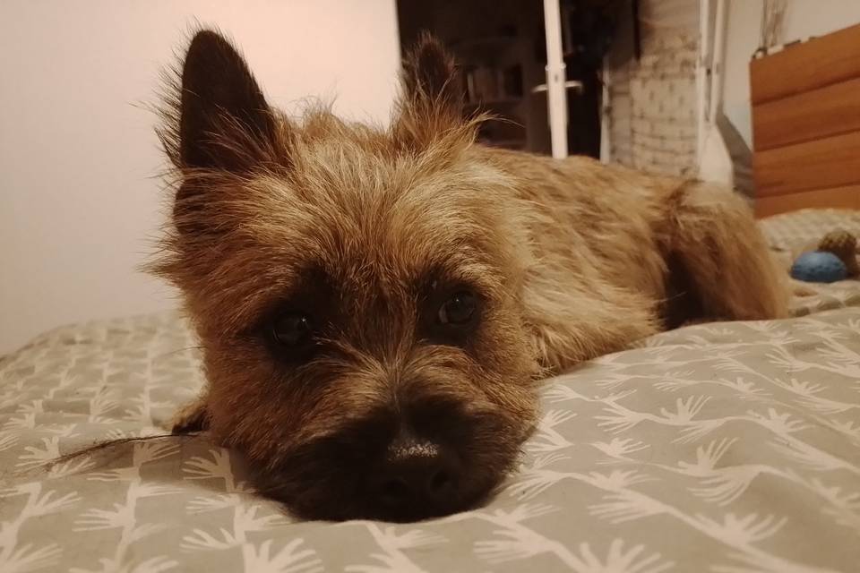 Elle s'occupe de vos chiens chez vous