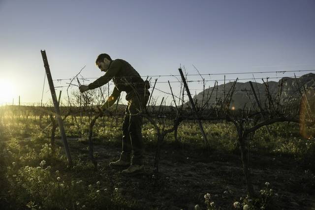 Taille de la vigne