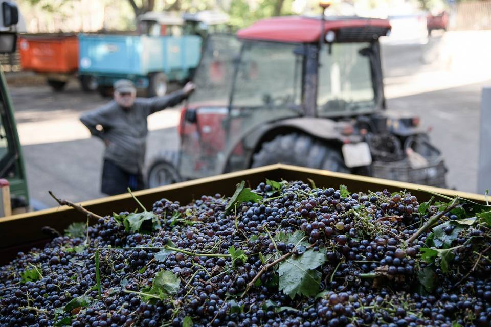 Vendanges