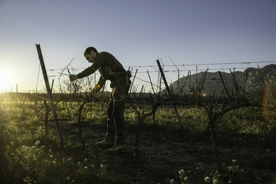 Taille de la vigne