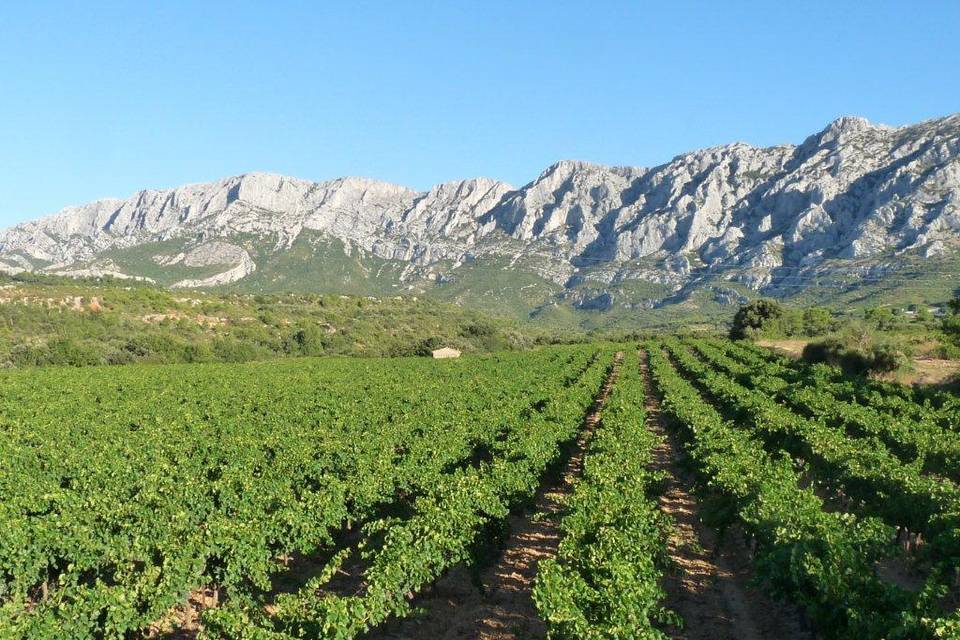 Vignoble