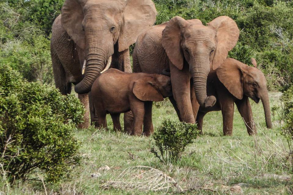 Safari en Afrique