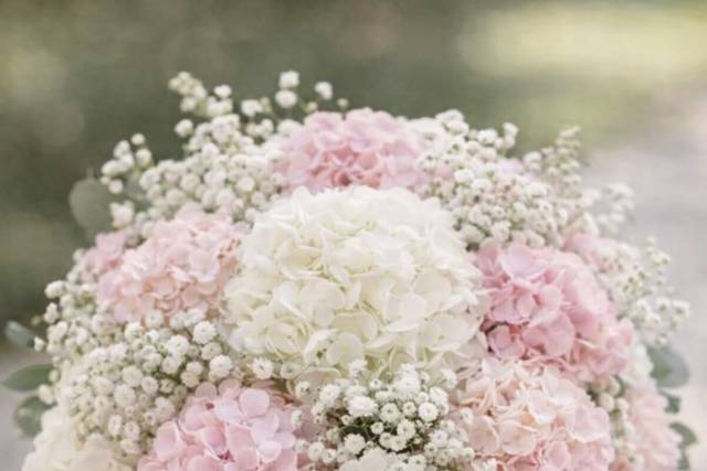 Hortensia White & Pink