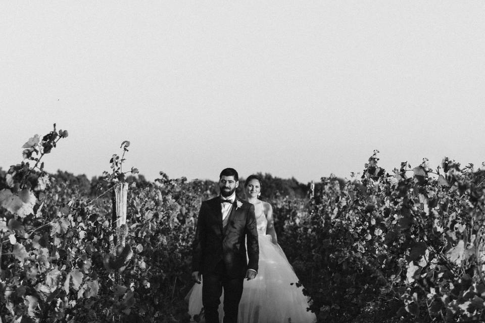 Vignes