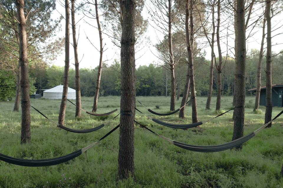 Forêt de hamacs
