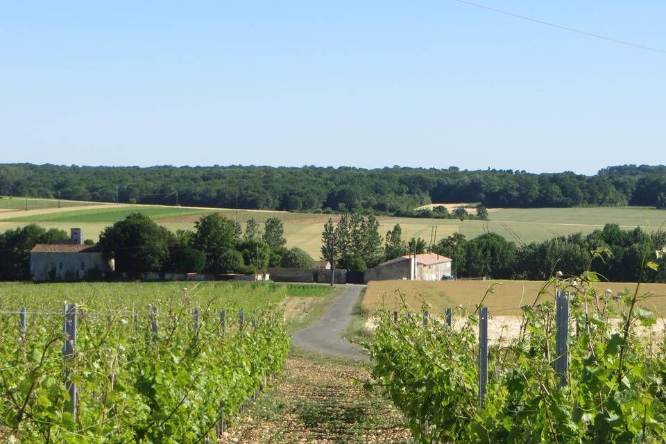 Vignes devant