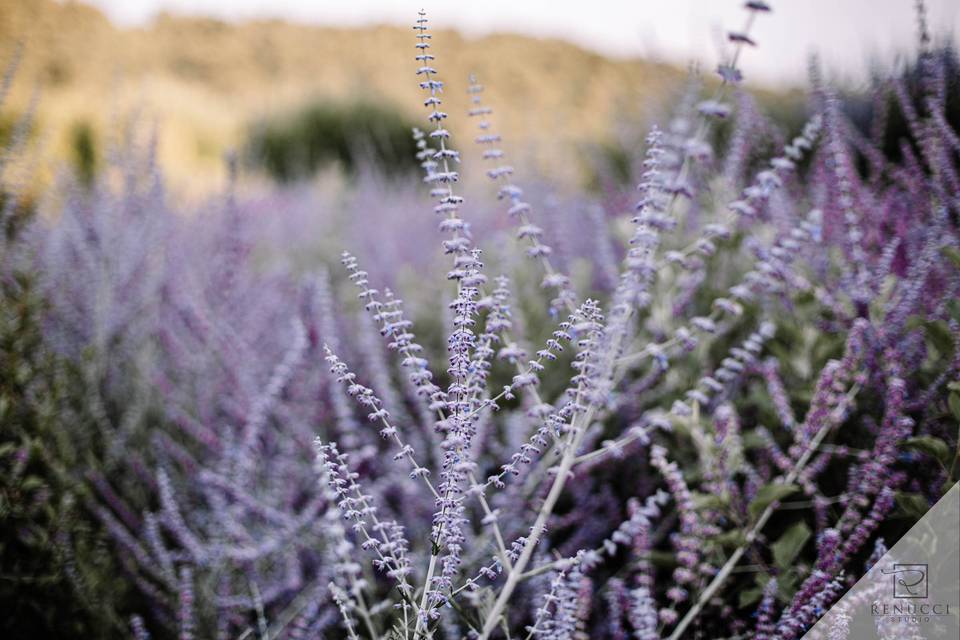 Lavendar