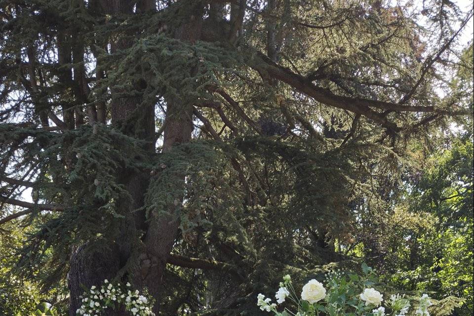 Une belle cérémonie sous l'arb