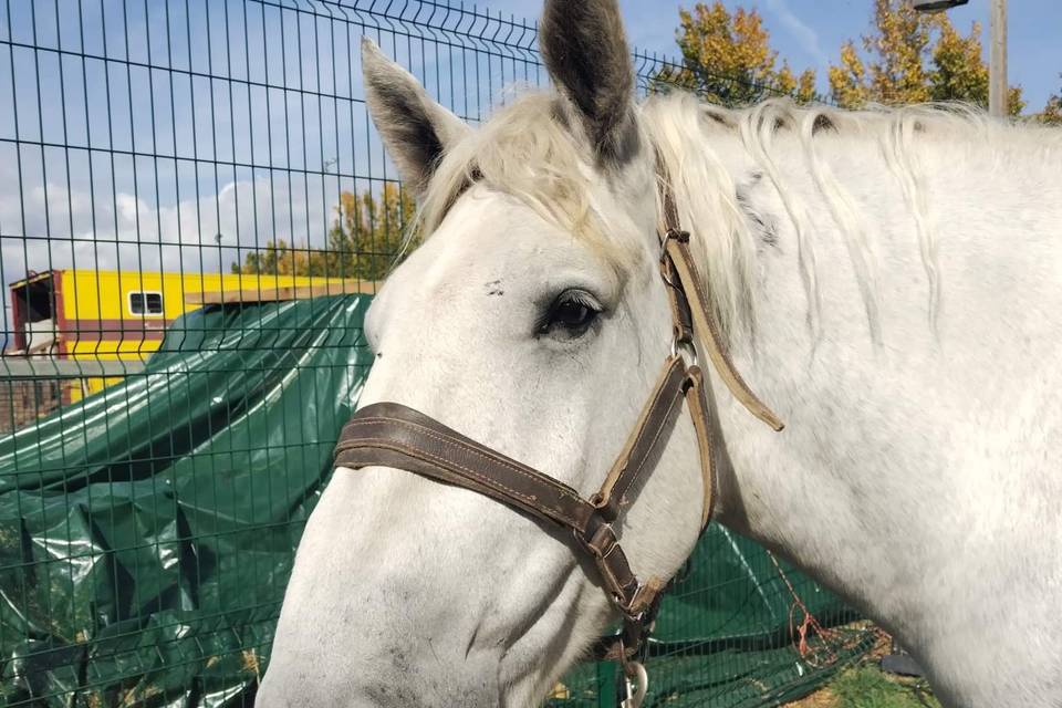 Isidor, le percheron