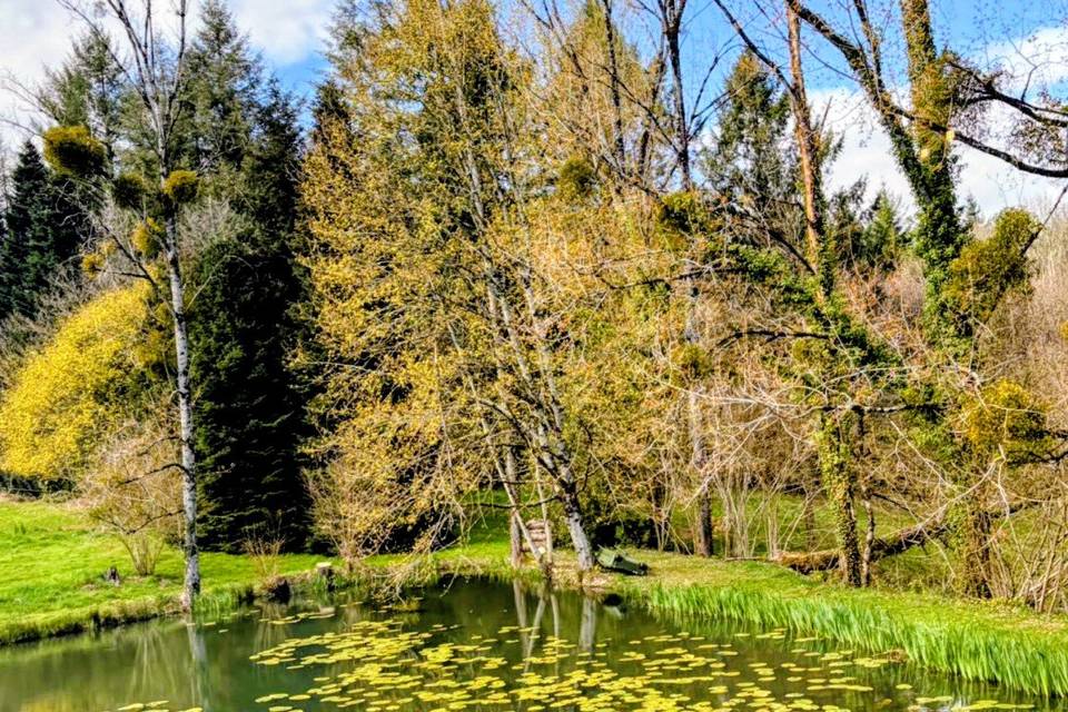 Pond area