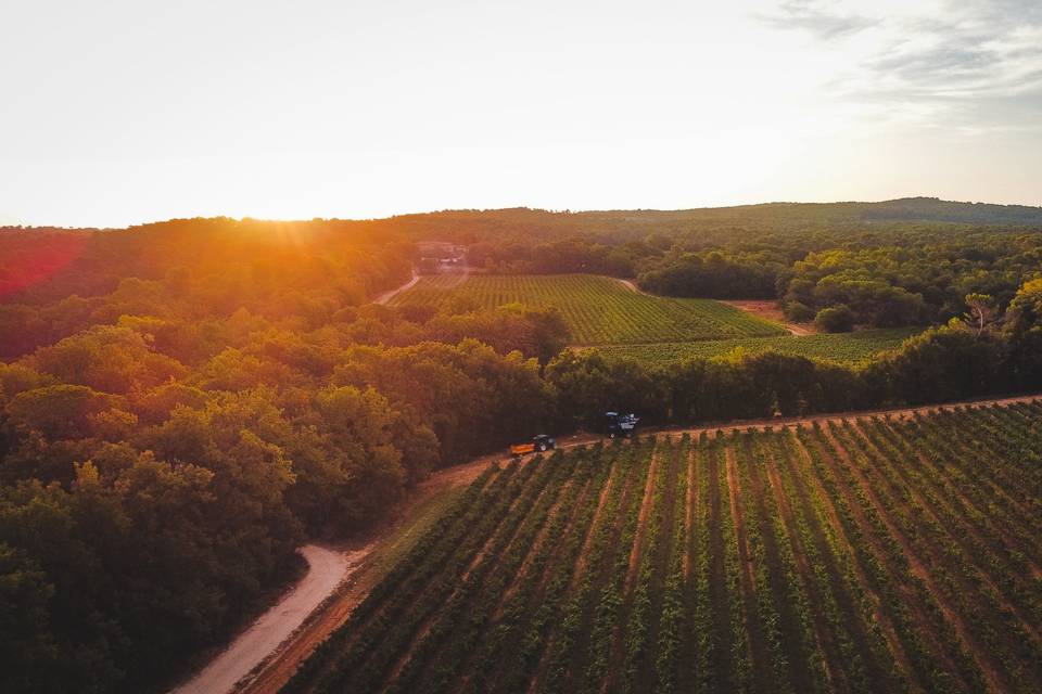 Soleil couchant sur les vignes