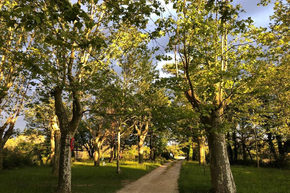 Parc ombragé pour cocktail