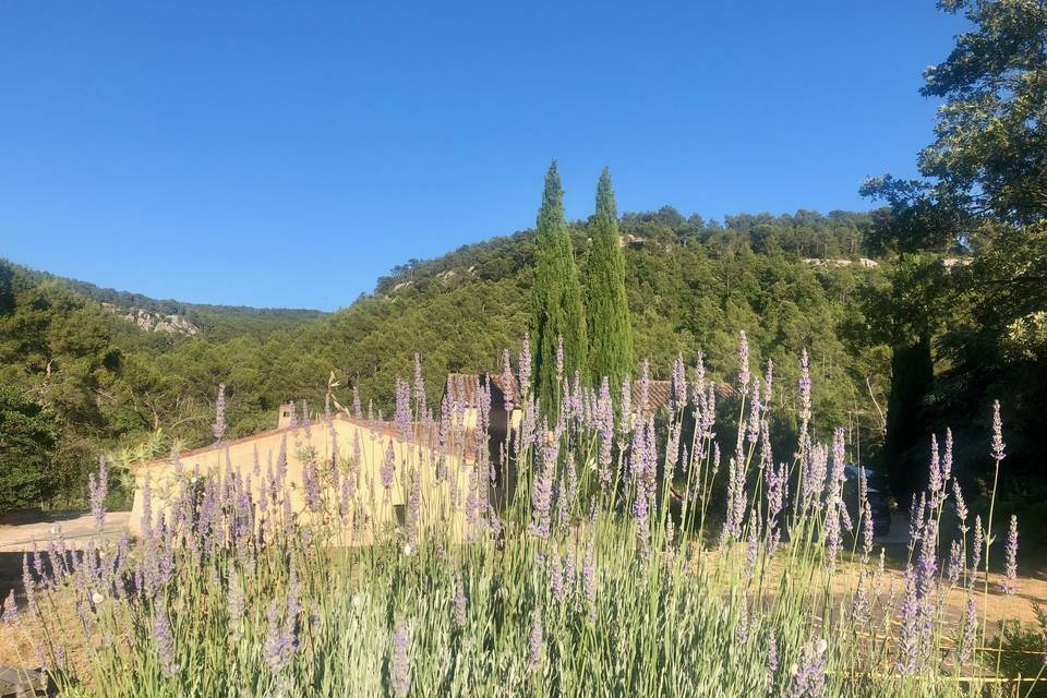 Des lavandes vers la Bastide