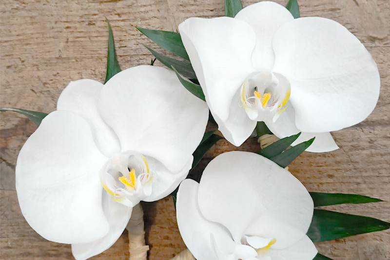 Plus de Fleurs