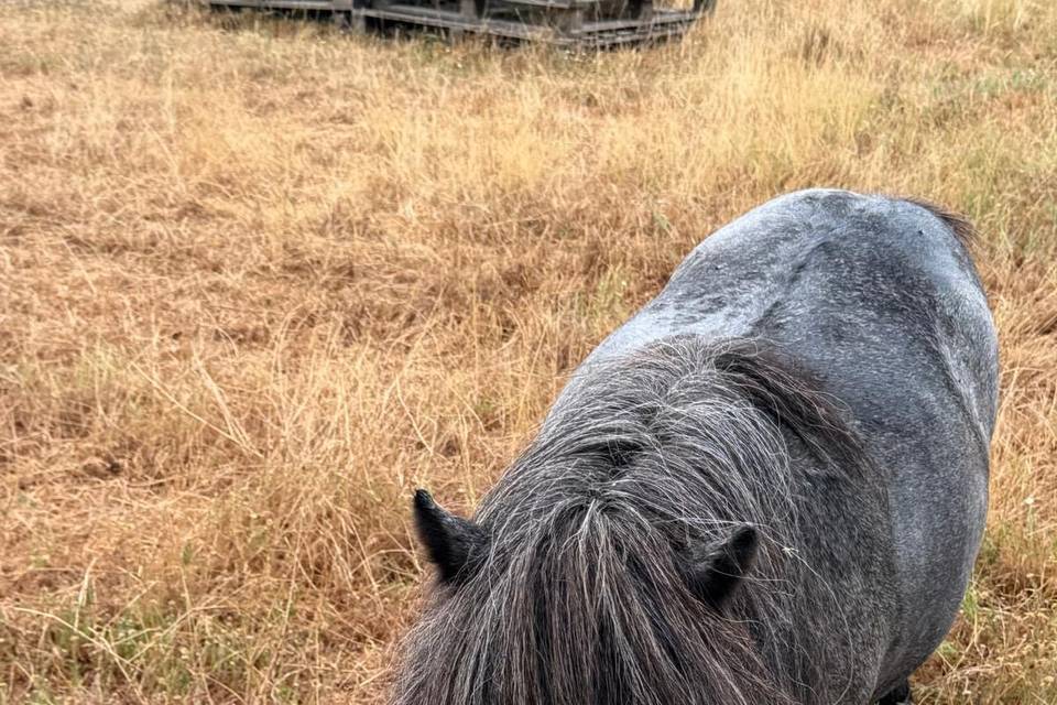 Poney