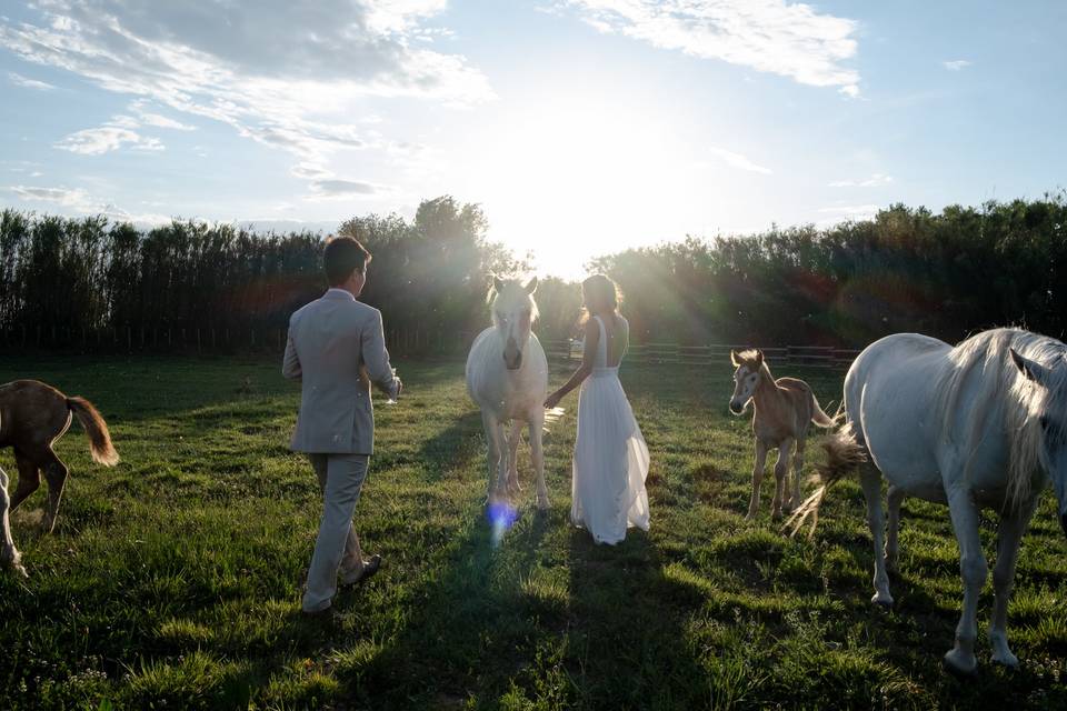 Session photo avec les chevaux