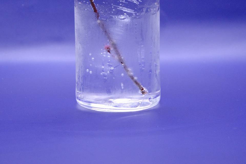 Flower Collins