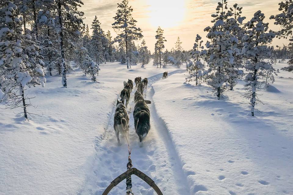 Chien de traineau, Laponie