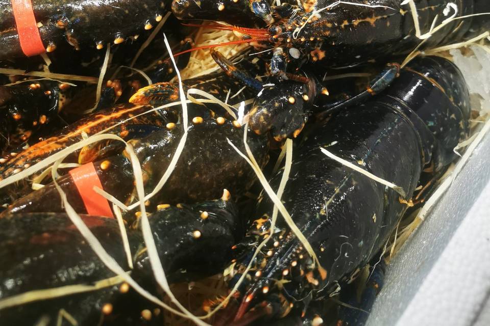Homard pour groupe