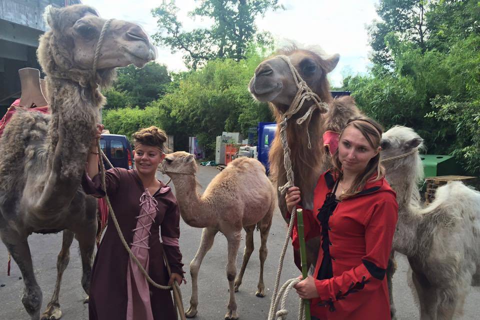 Nos animaux à vendre - La Camelerie