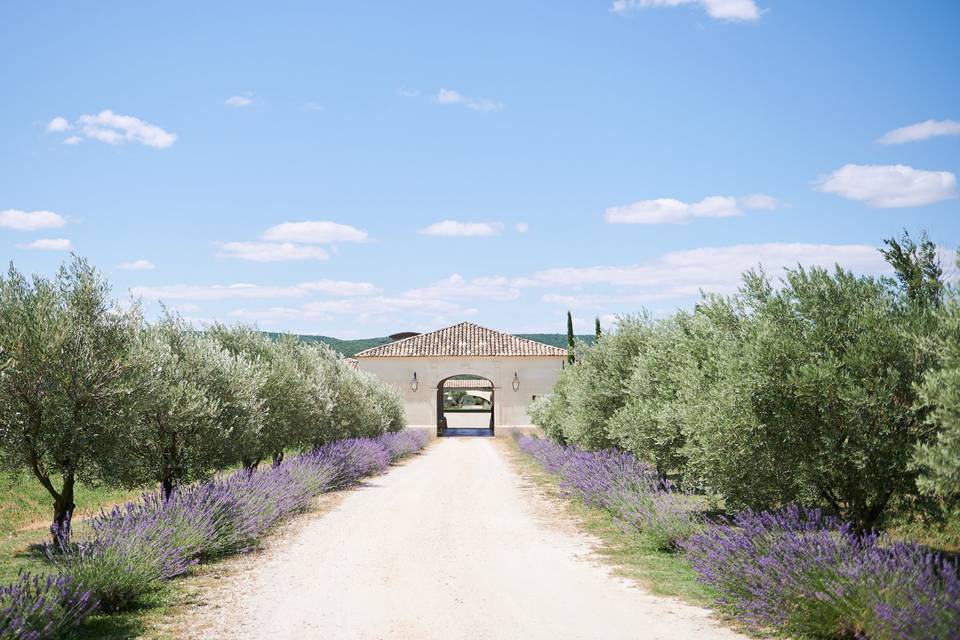 Allée domaine de Brés Provence