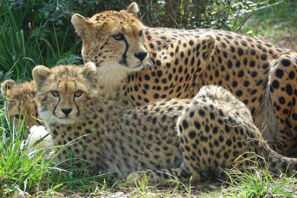 Faune sauvage safari