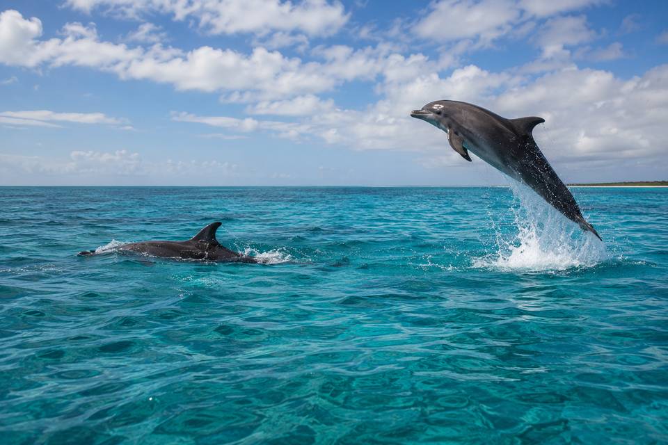 Nager avec les dauphins