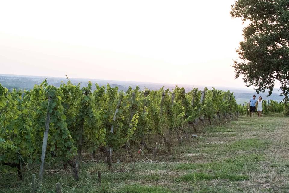 Vignes