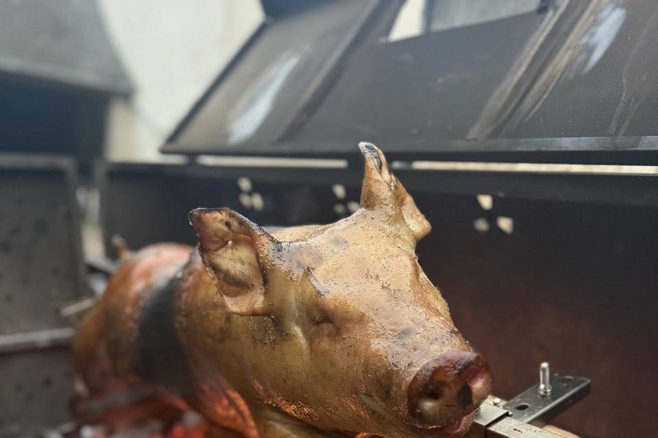 Nos cochons de lait