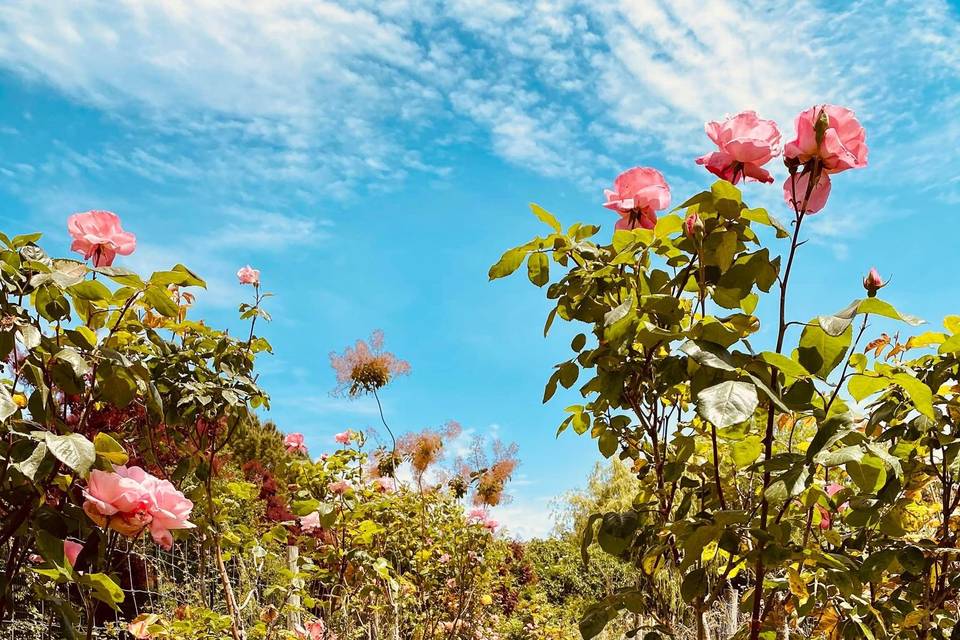 Toute l'année en fleurs