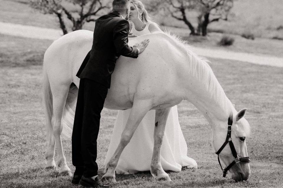 Chemin des oliviers & cheval