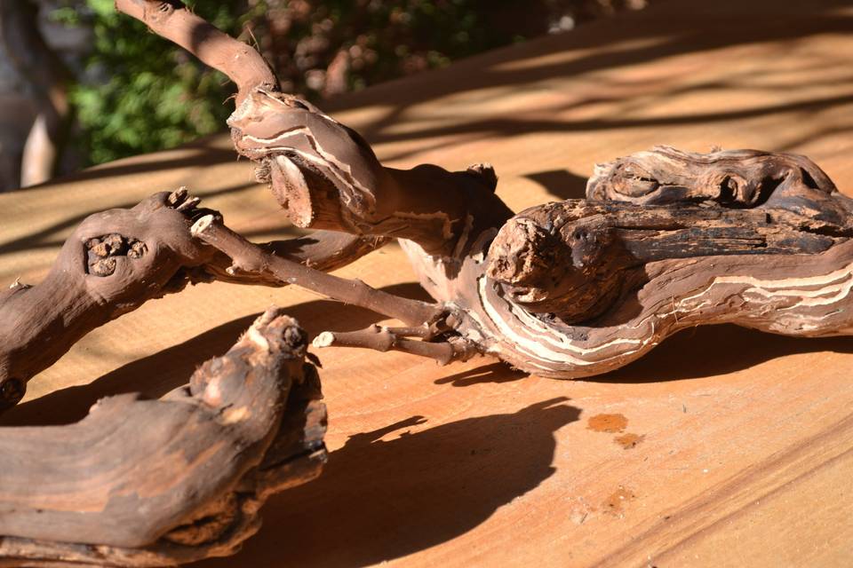 Pieds de vigne