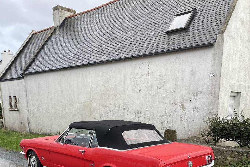 Mustang