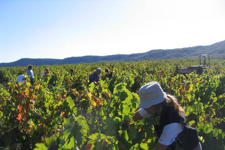 Les vignes