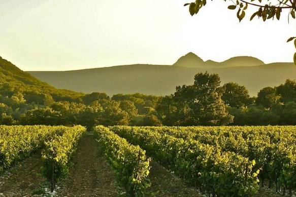 Le vignoble