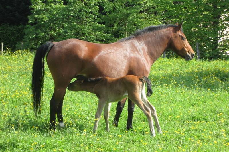 Ferme Equestre Lagesse