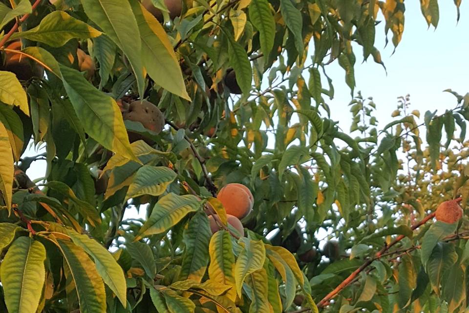 Pecher de vigne maison