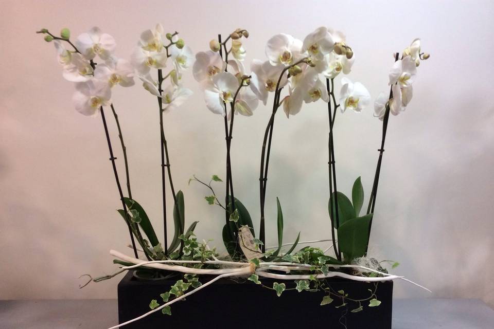 Décor orchidées