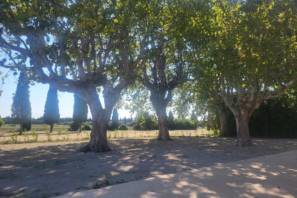 Repas sous les platanes