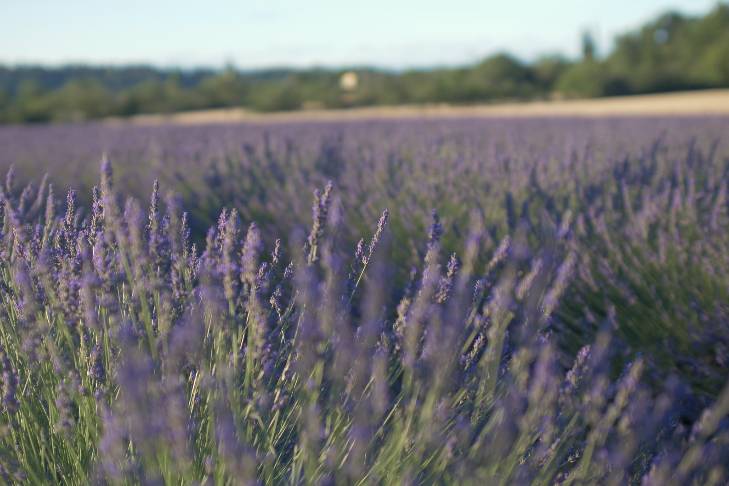 Lavandes en fleurs