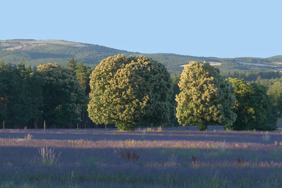 Paysage doré