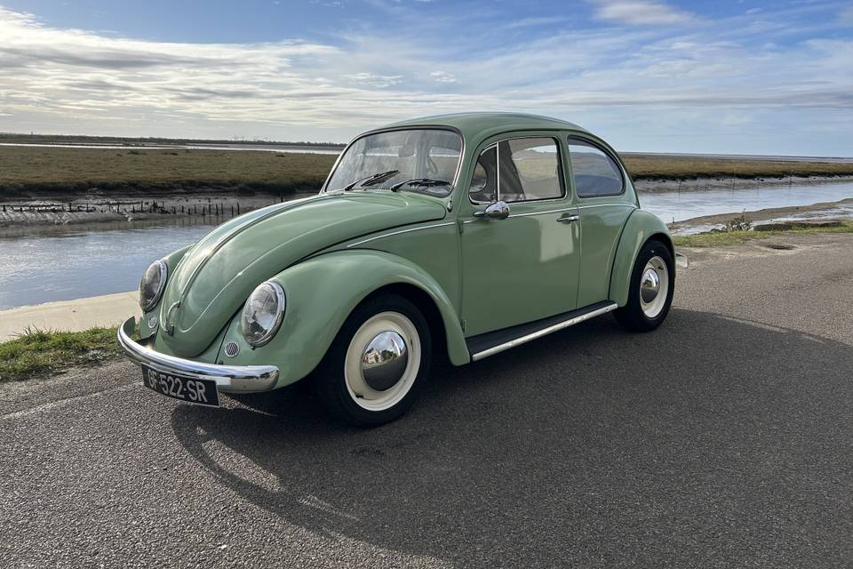 Coccinelle